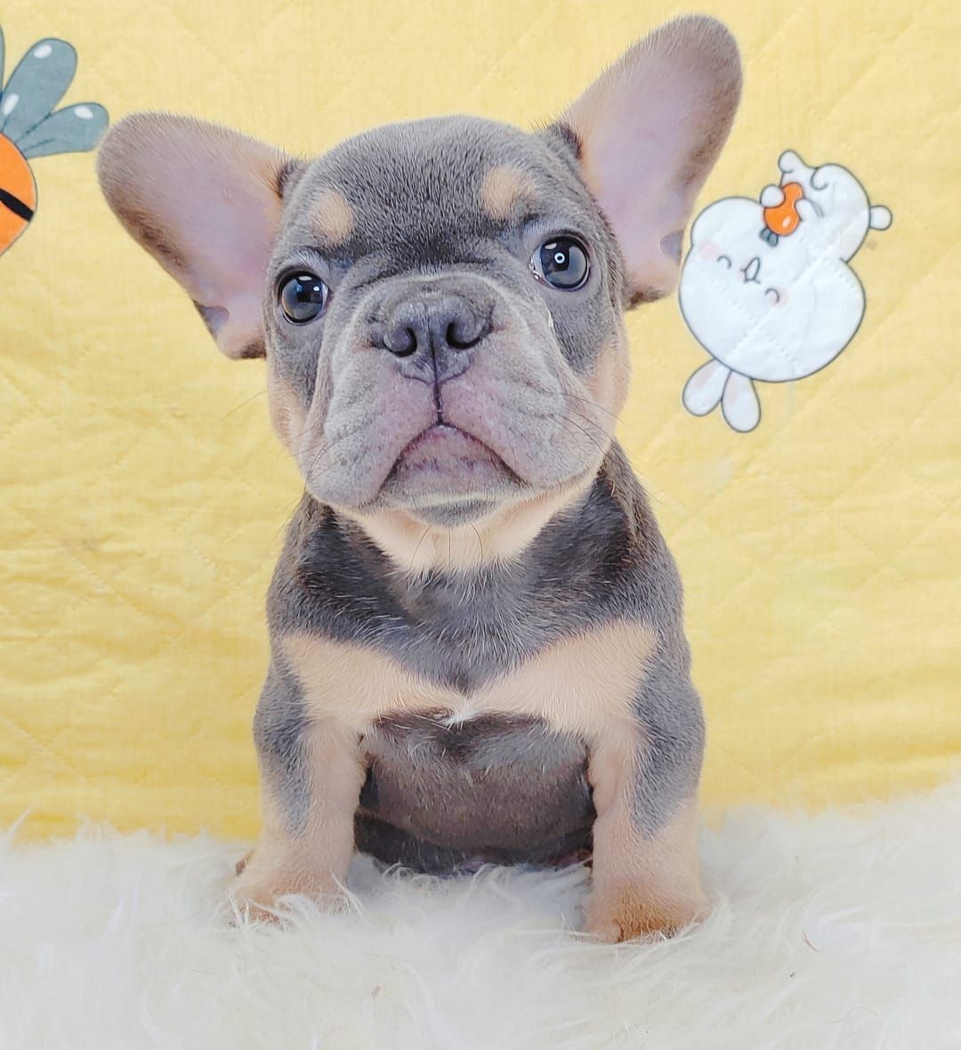 French Bulldog 法斗