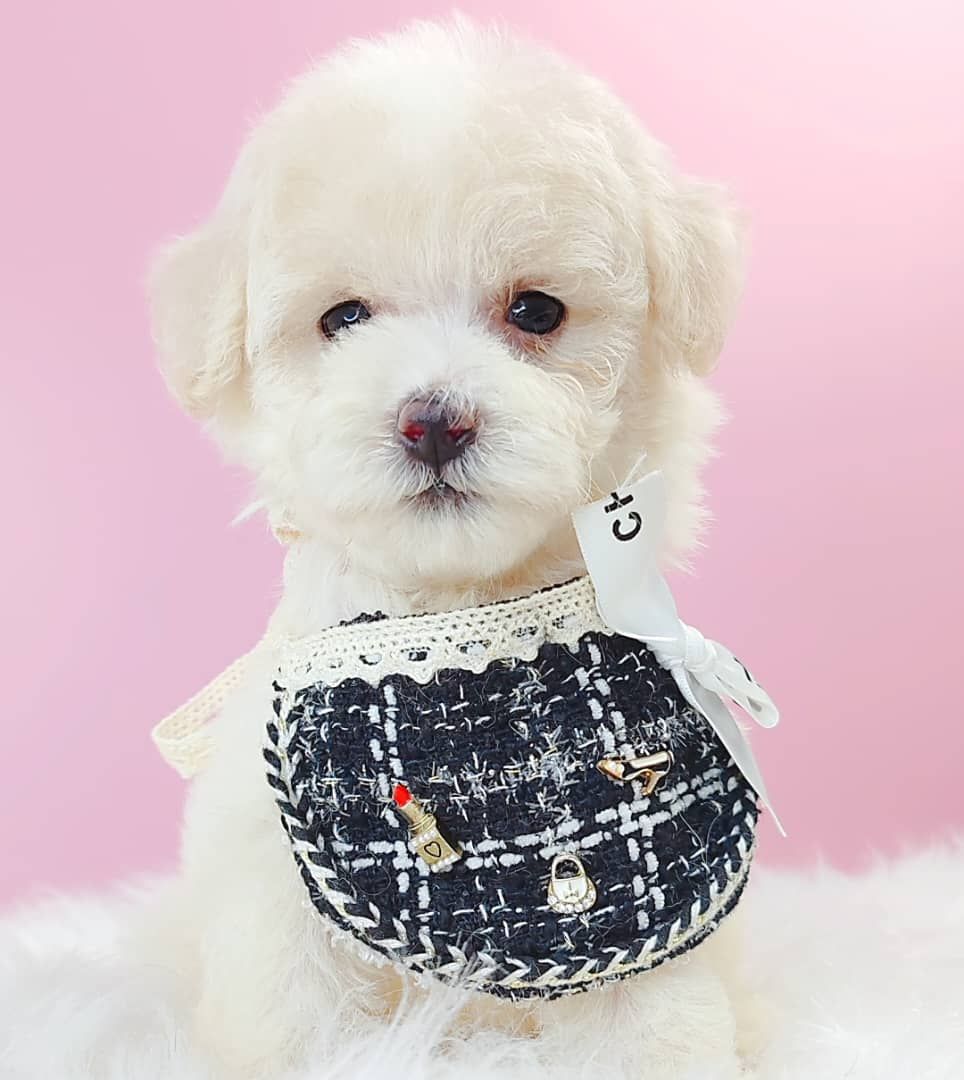Maltipoo 马尔泰迪