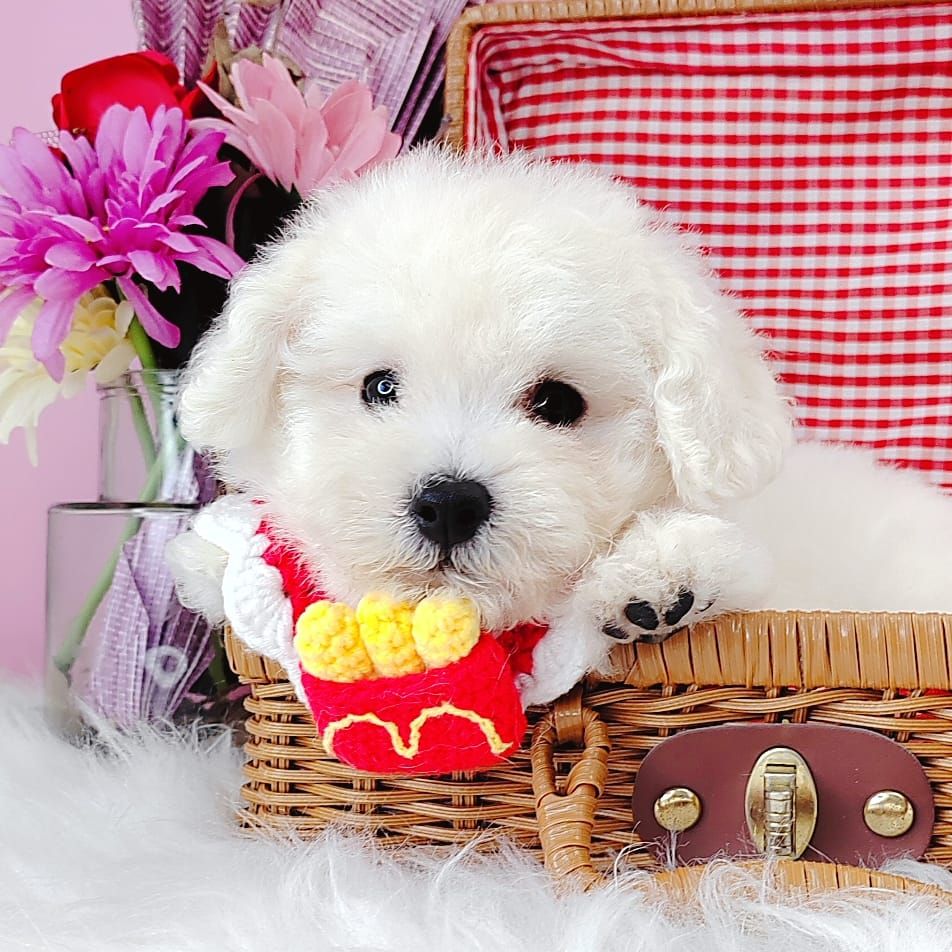 Poodle 娉拌开璐靛