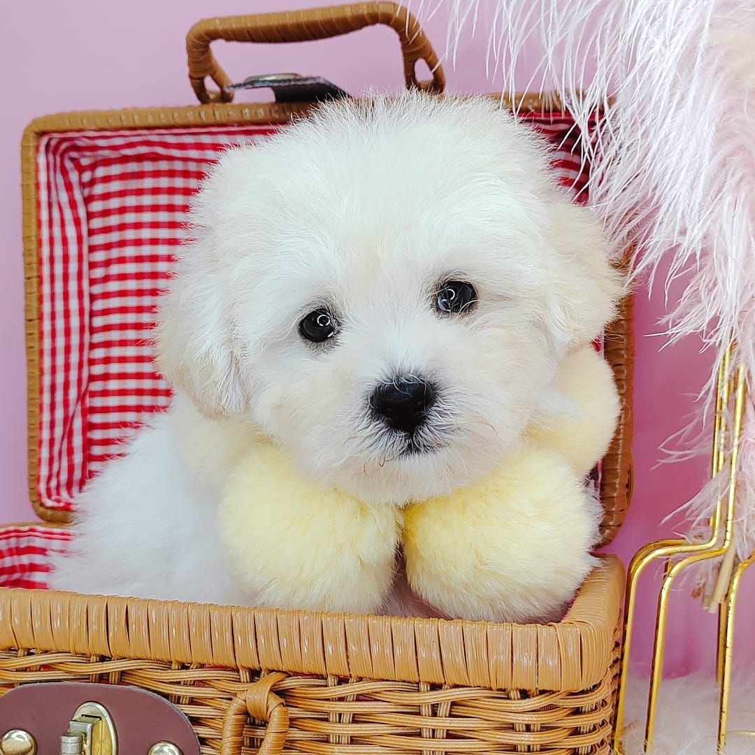 Maltipoo 马尔泰迪
