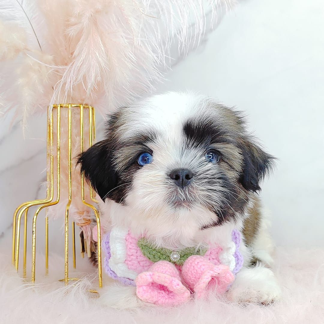 Shih Tzu 西施