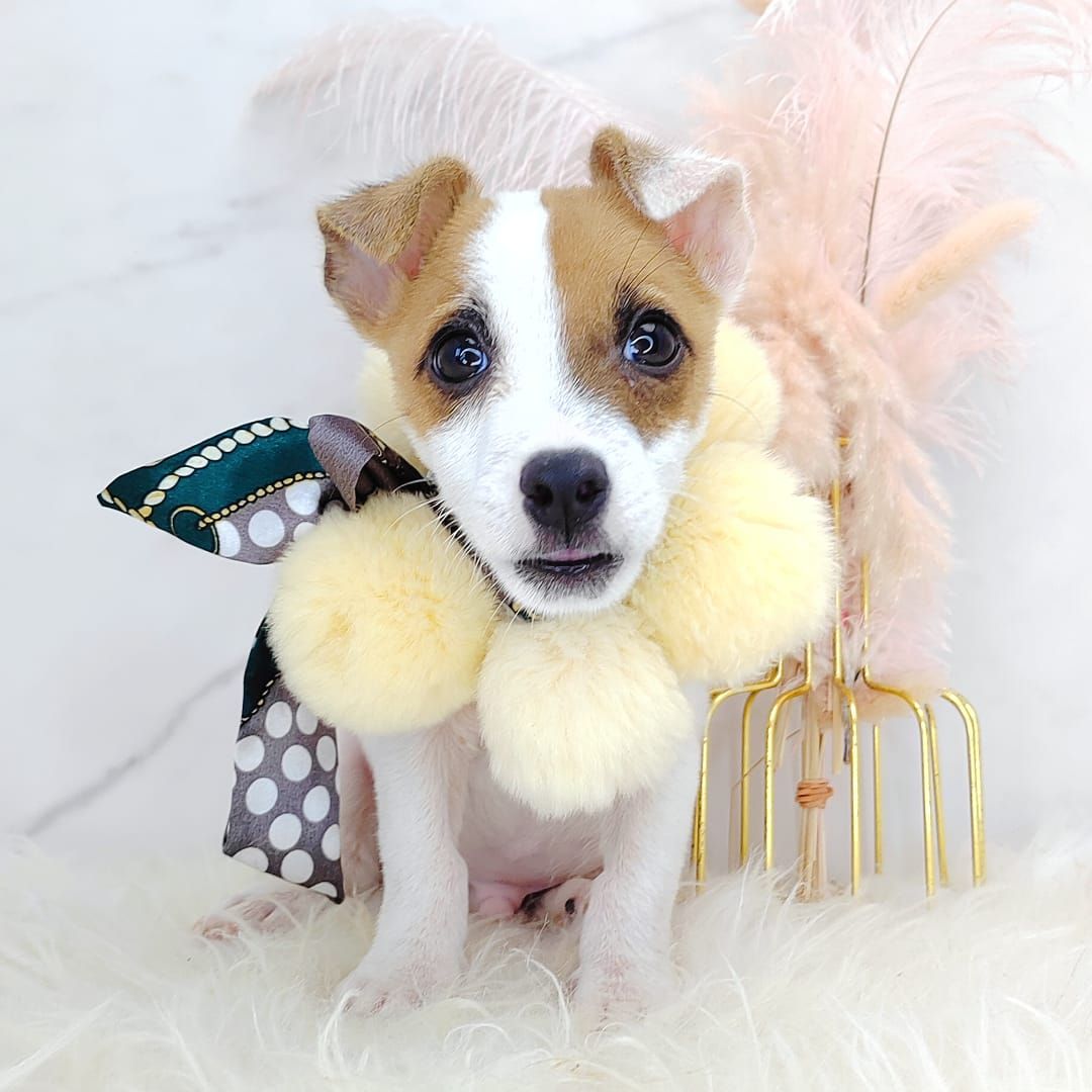 Jack Russell Terrier 杰克罗素梗