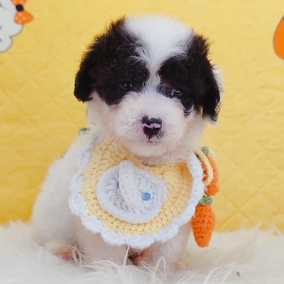 Maltipoo 马尔泰迪