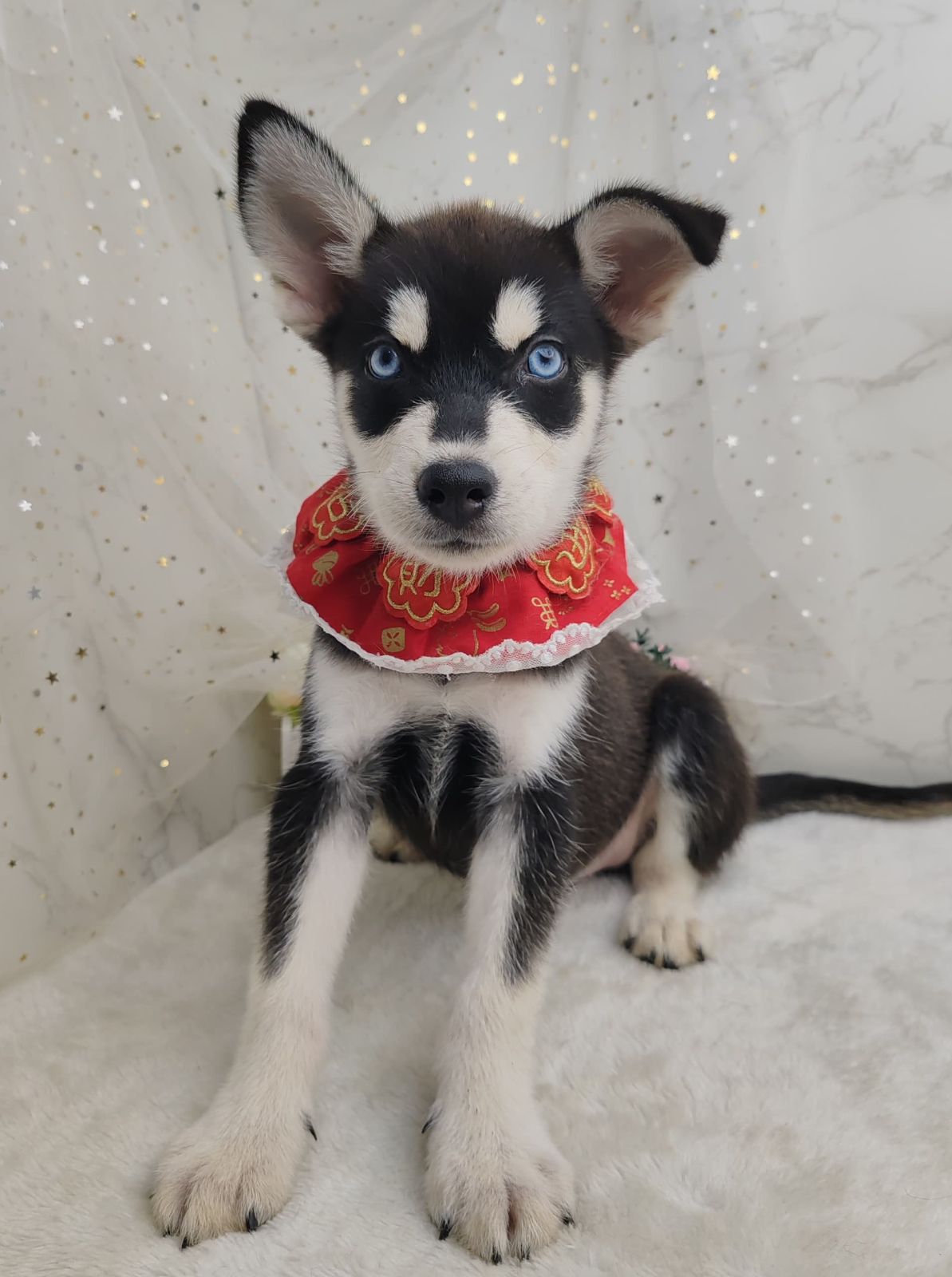 Pomsky 博士奇