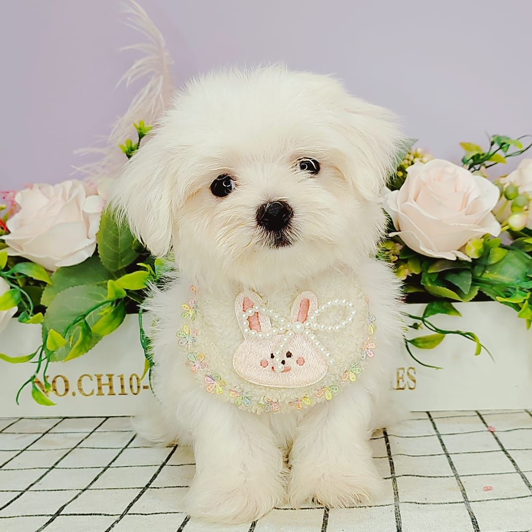  Maltese 马尔济斯