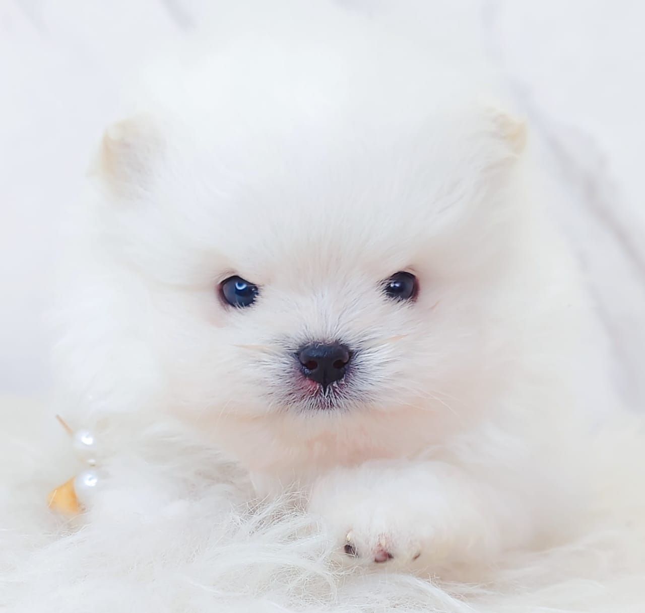 Pomeranian 博美