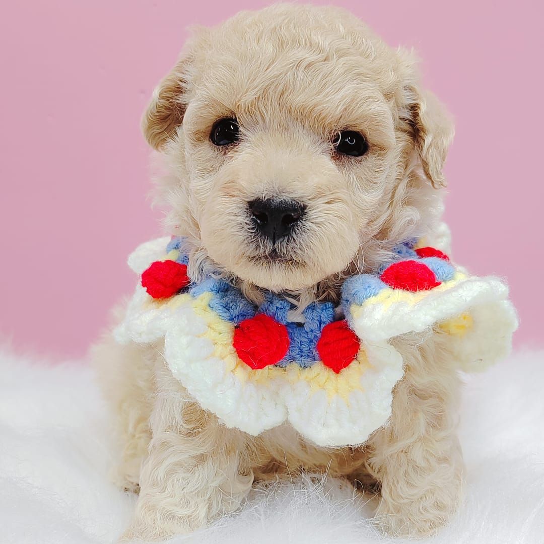 Maltipoo 马尔泰迪