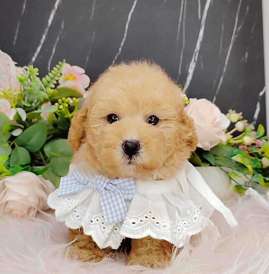 Poodle 娉拌开璐靛