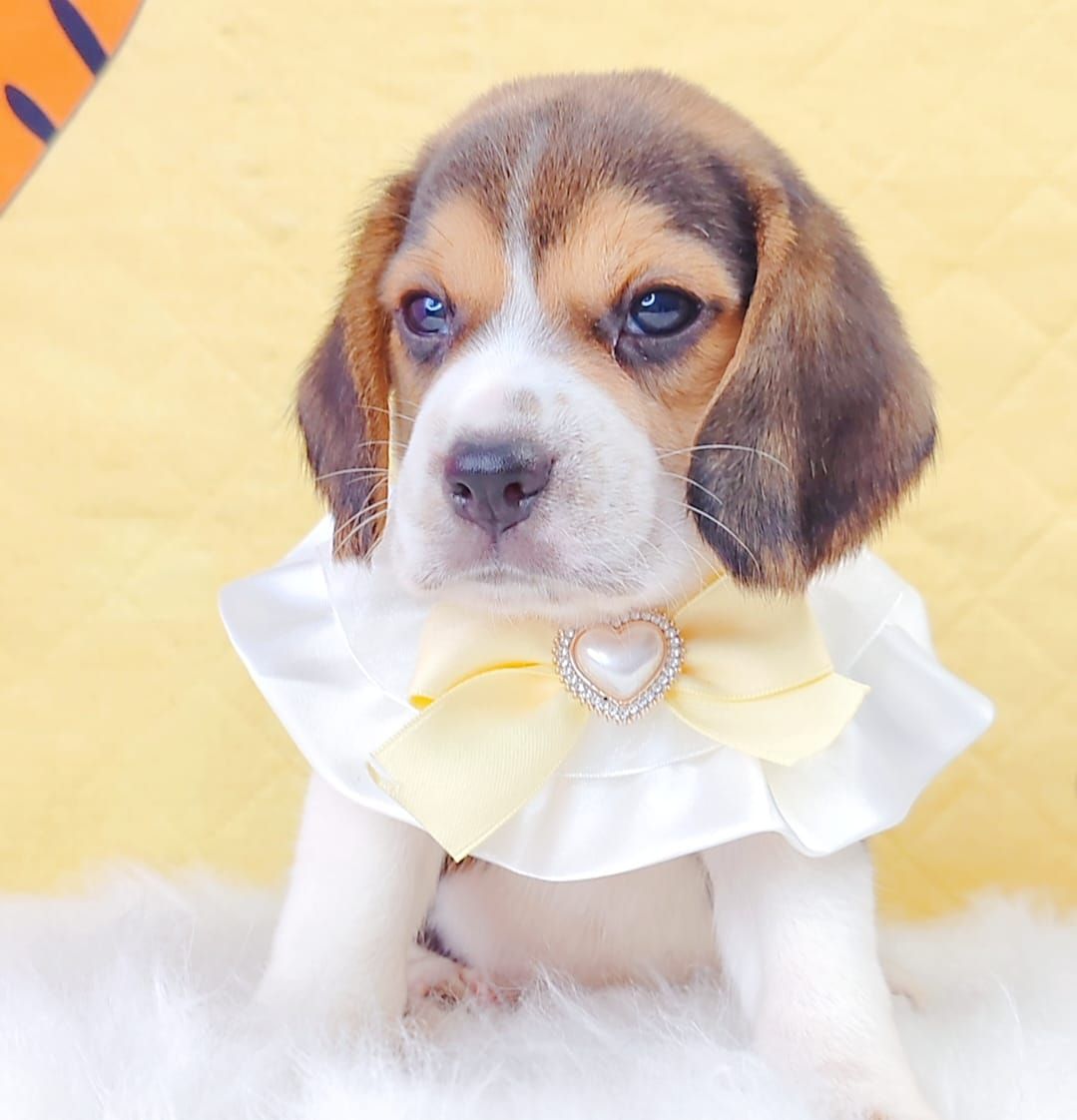 Beagle 米格鲁