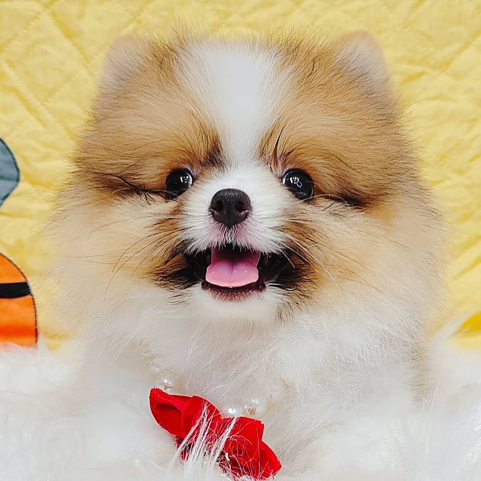 Pomeranian 博美