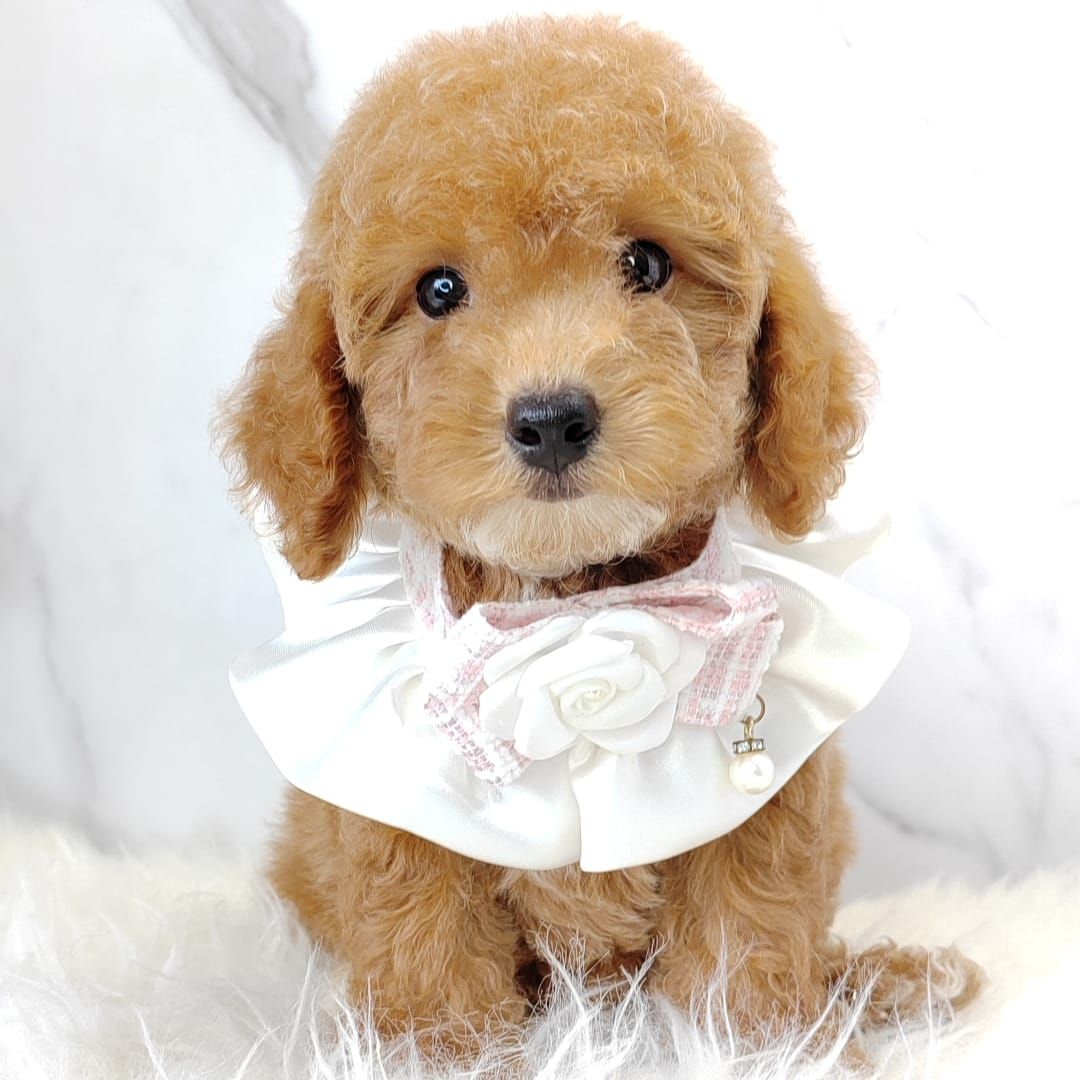 Poodle 娉拌开璐靛