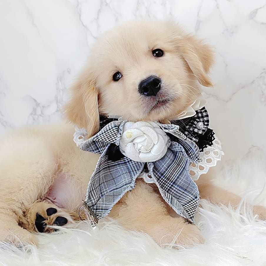 Golden Retriever 黄金猎犬