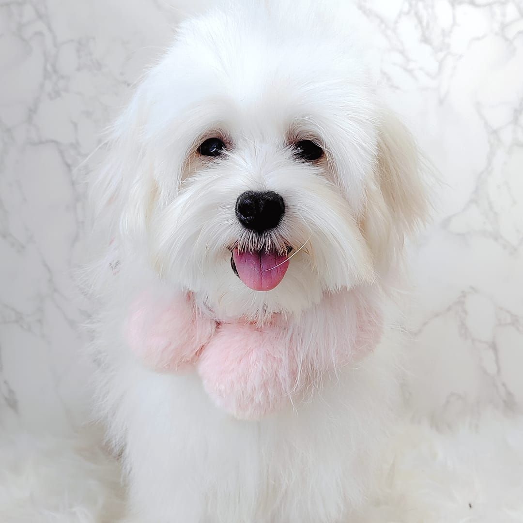 Maltese 马尔济斯