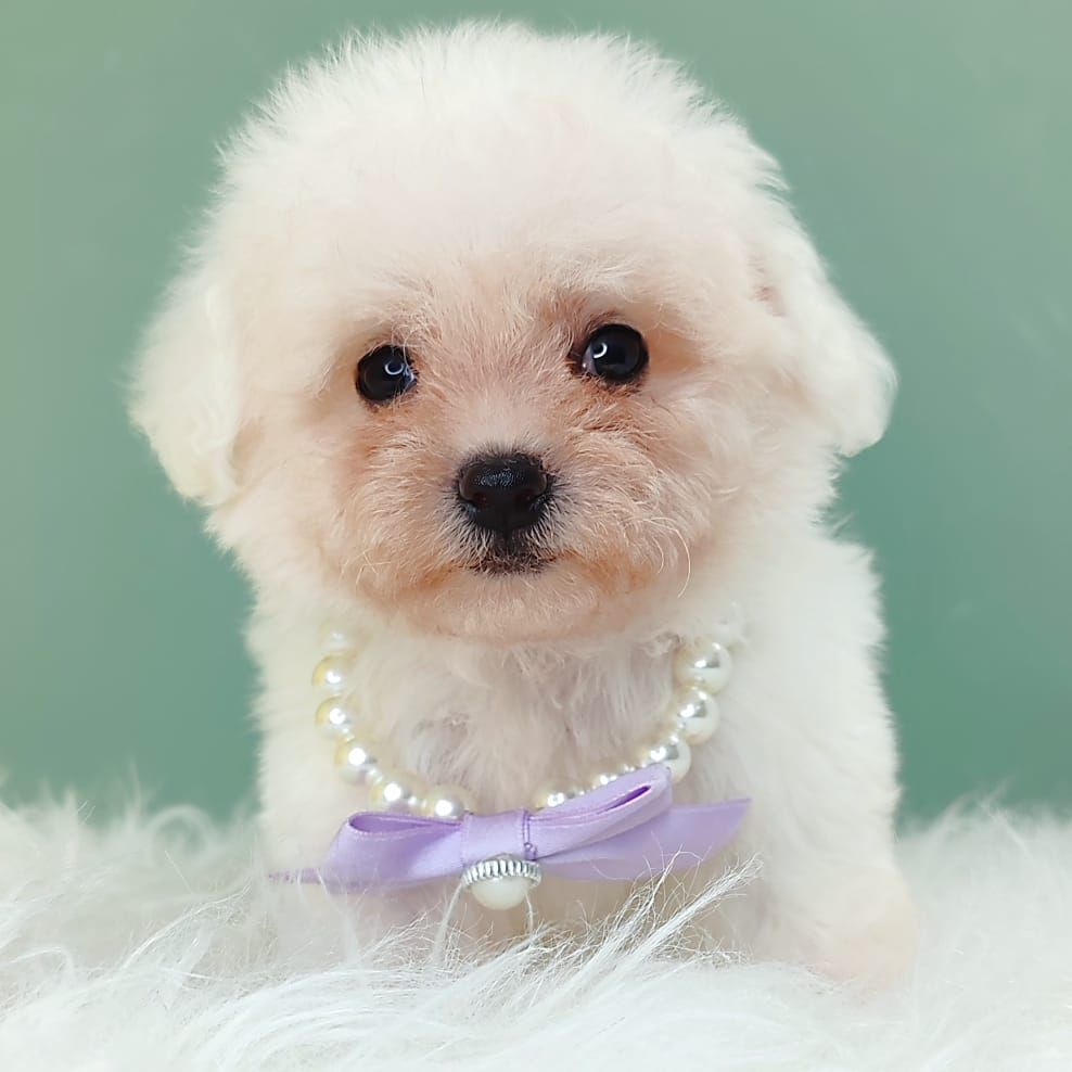 Bichon 比熊