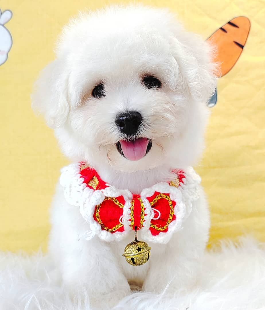 Bichon 比熊