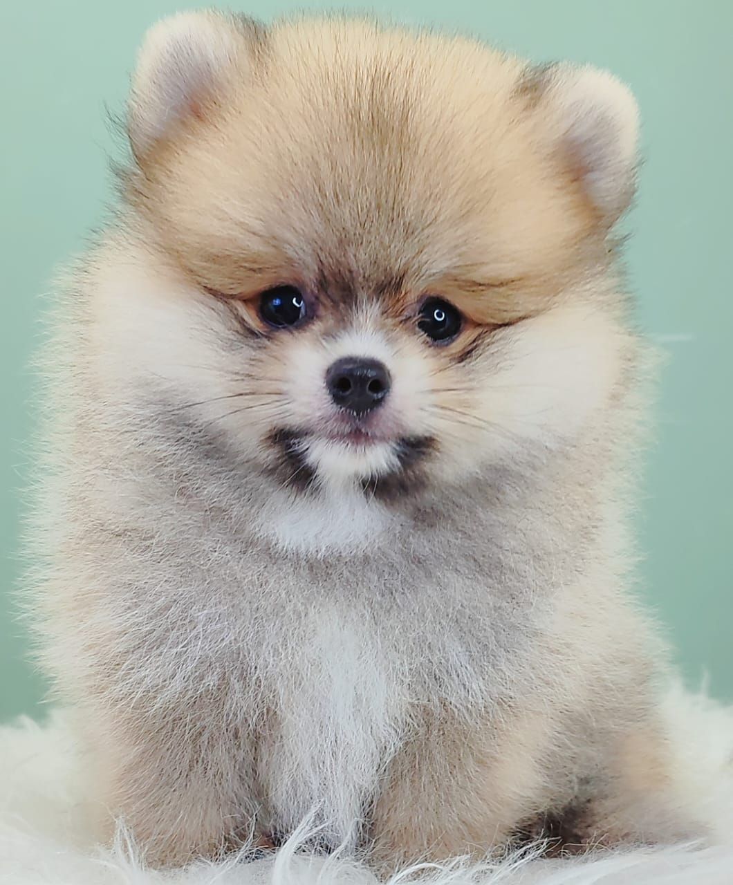 Pomeranian 博美