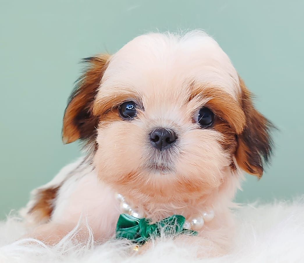 Shih Tzu 西施