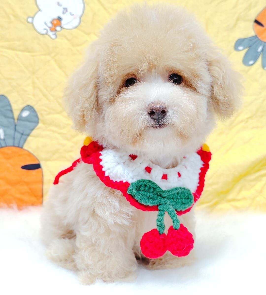Maltipoo 马尔泰迪