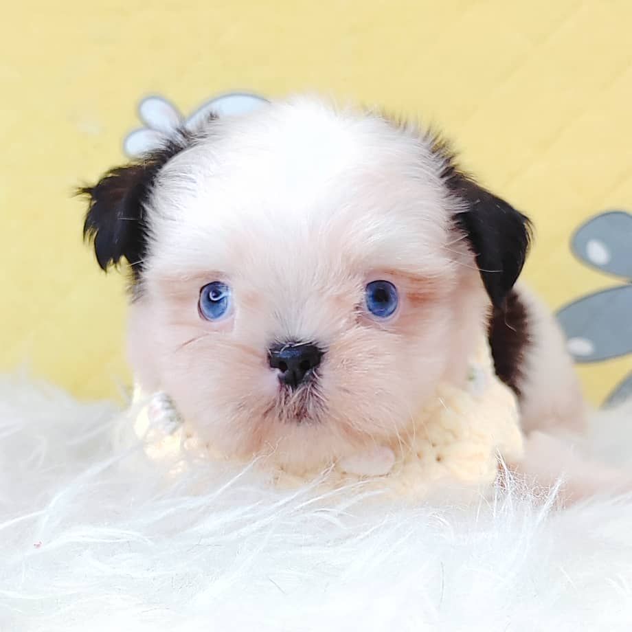 Shih Tzu 西施