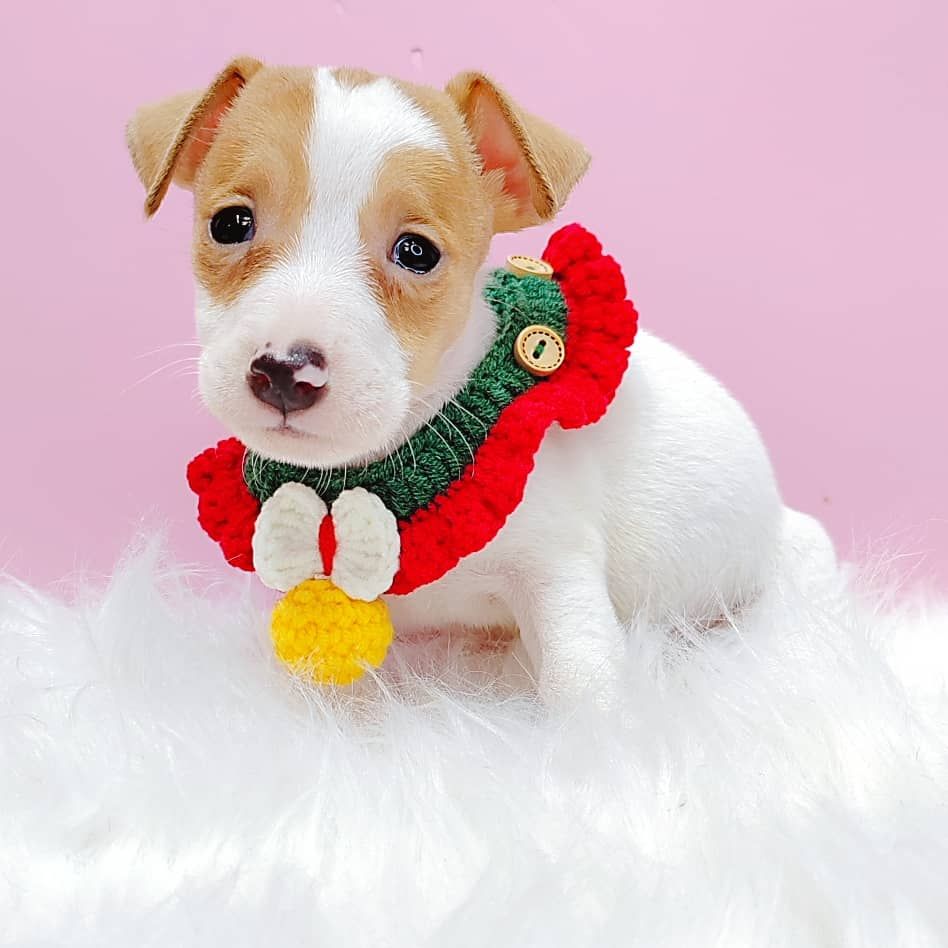 Jack Russell Terrier 杰克罗素梗