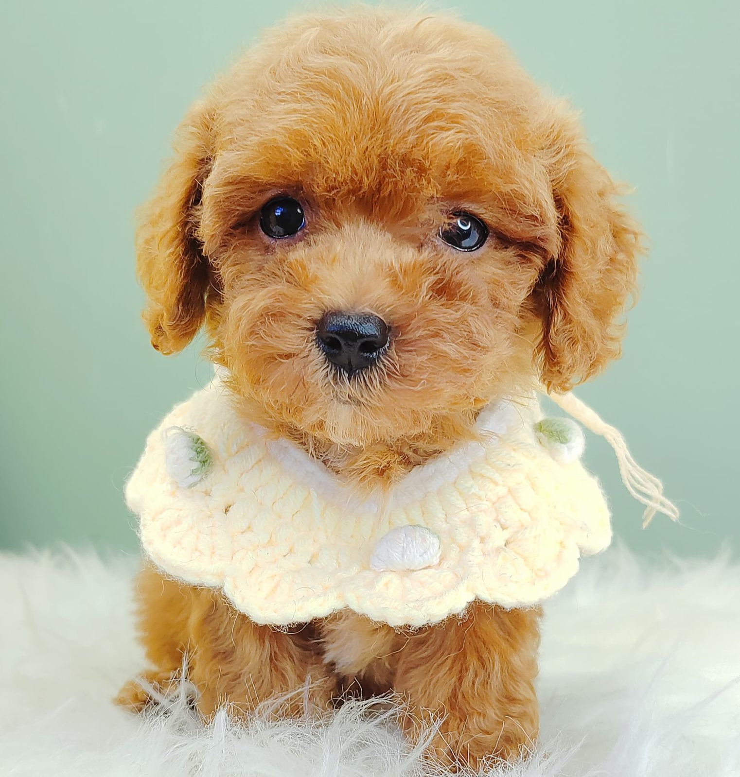 Poodle 璐靛娉拌开