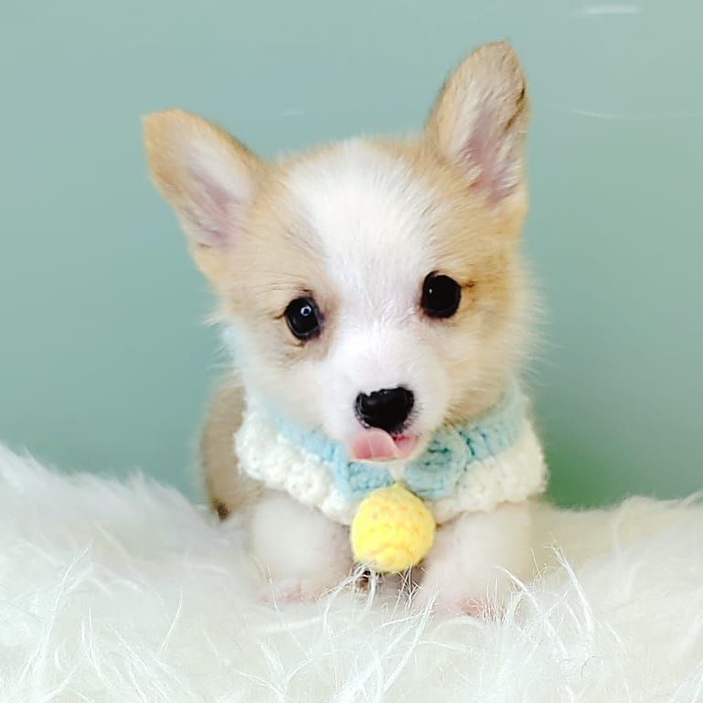 Corgi 柯基