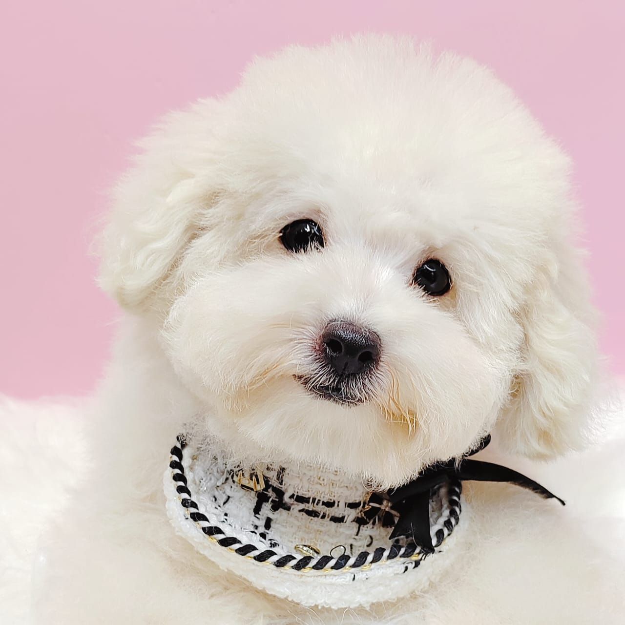 Bichonpoo 泰迪熊