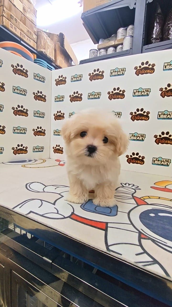 Tiny Maltipoo Female