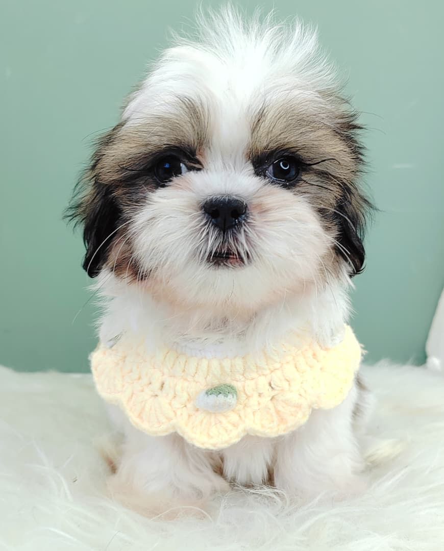 Shih Tzu 西施