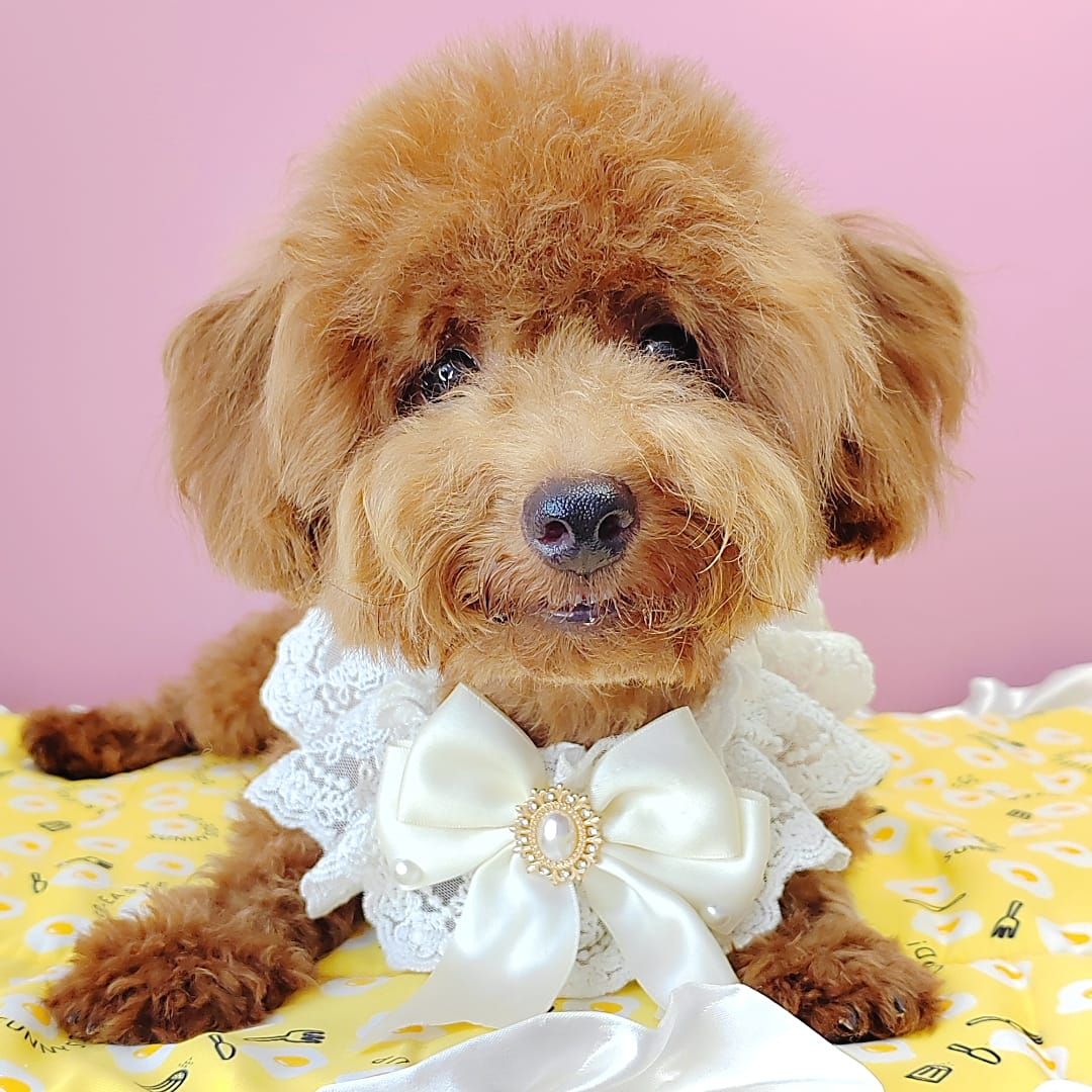 Poodle 娉拌开璐靛