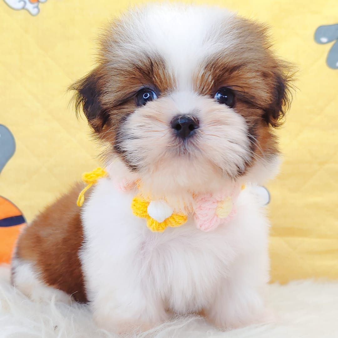 Shih Tzu 西施