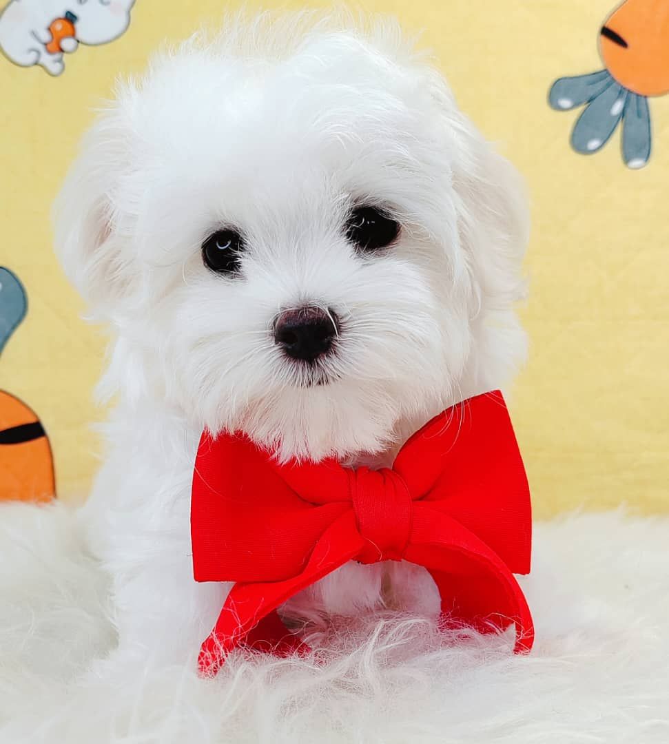 Maltese 马尔济斯