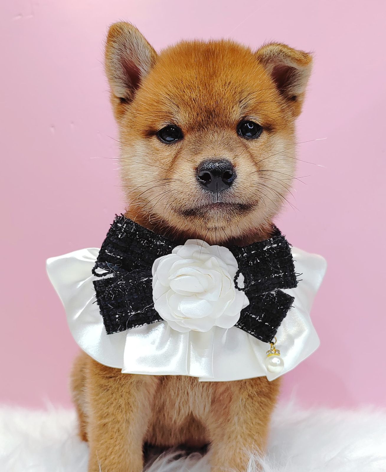 Shiba Inu 柴犬