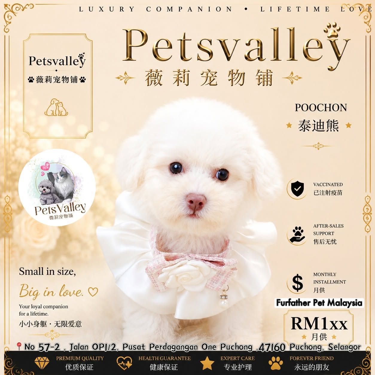 Poochon 泰迪熊