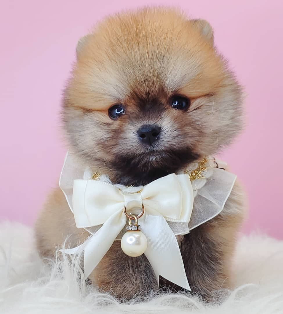 Pomeranian 博美