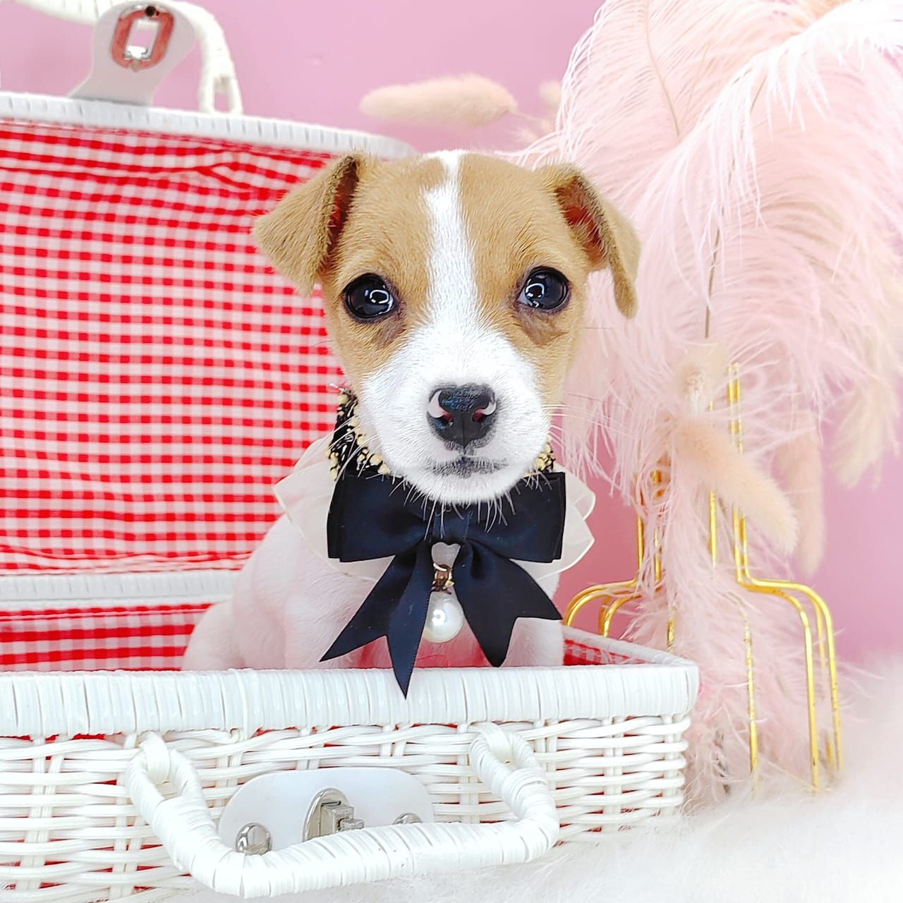 Jack Russell Terrier 杰克罗素梗