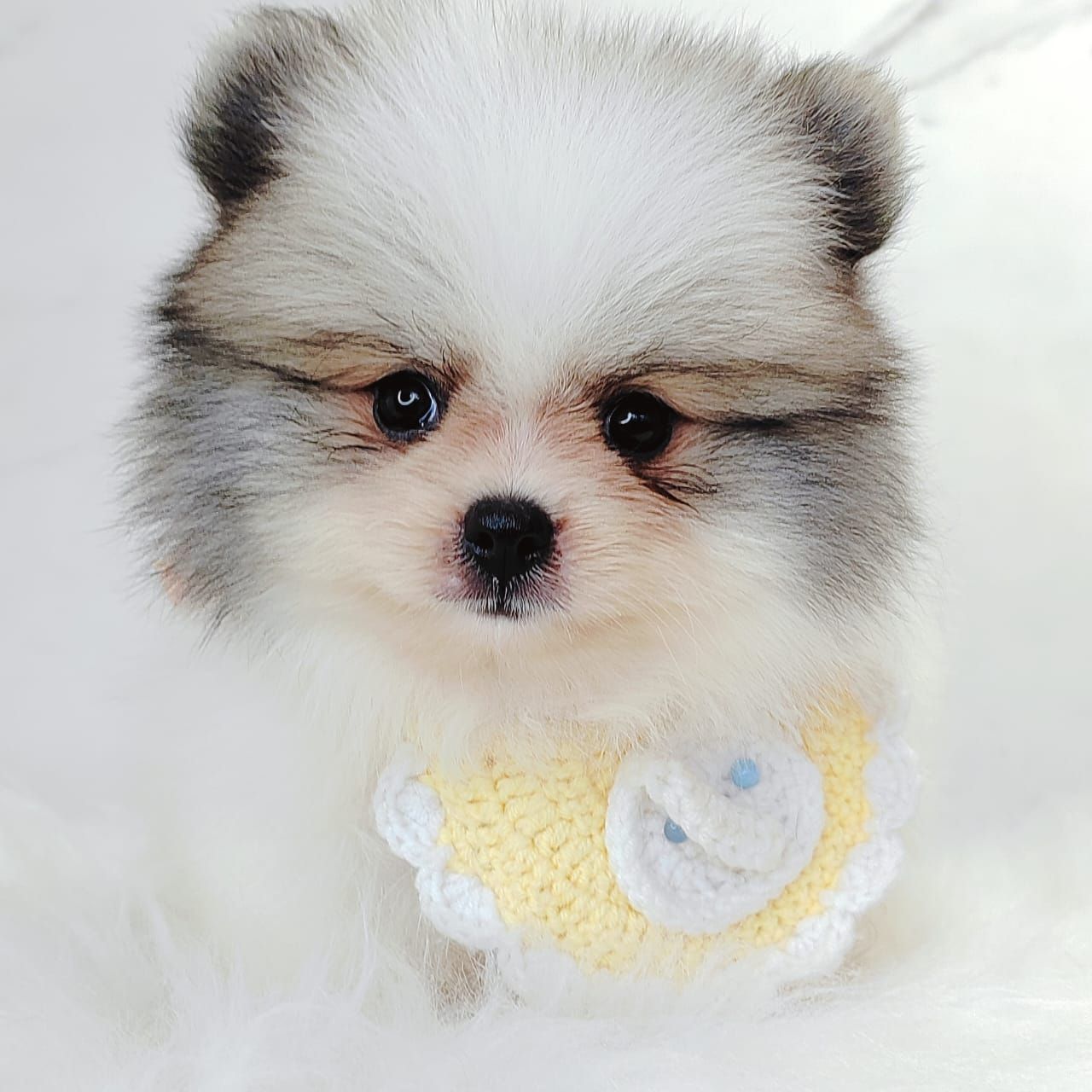 Pomeranian 博美