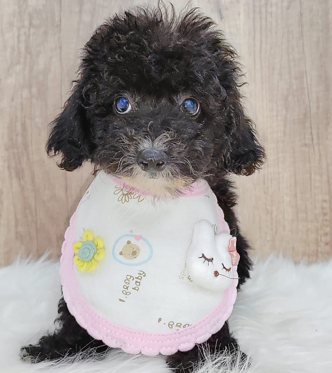 Poodle 娉拌开璐靛
