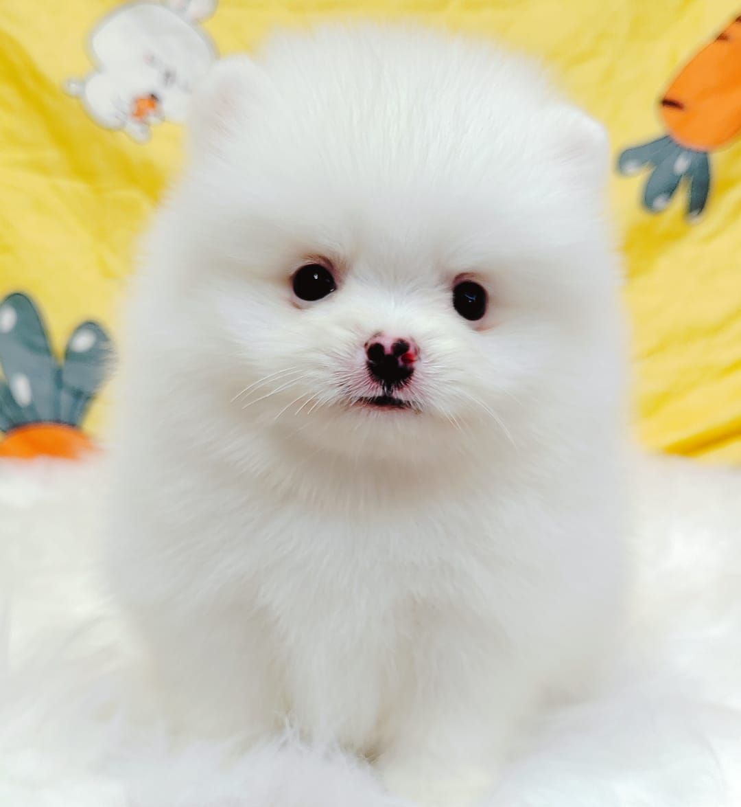 Pomeranian 博美