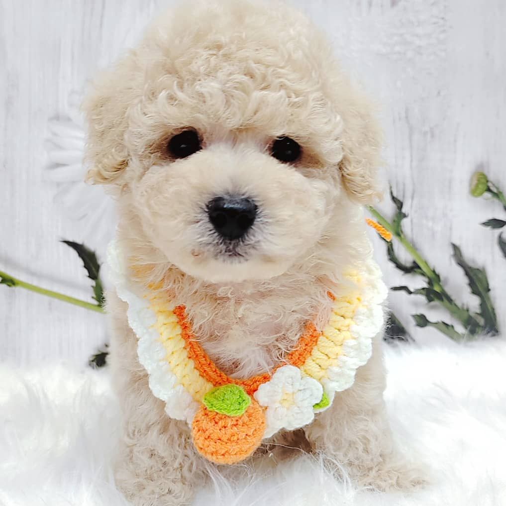 Maltipoo 马尔泰迪