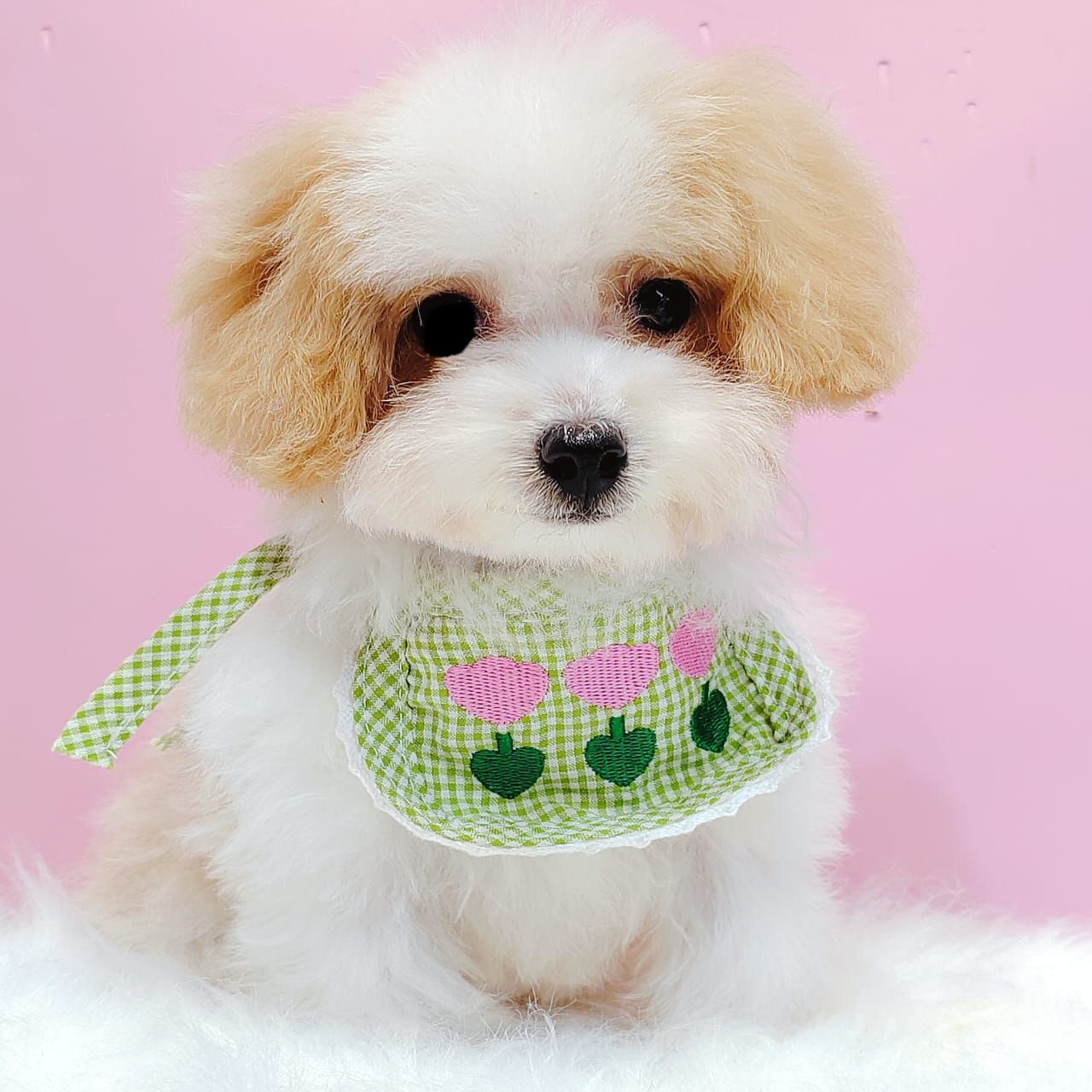 Maltipoo 马尔泰迪