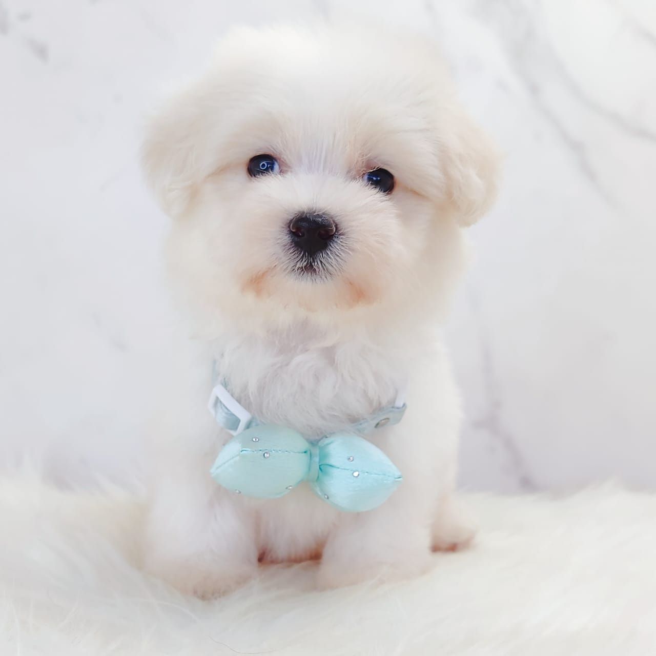 Maltipoo 马尔泰迪
