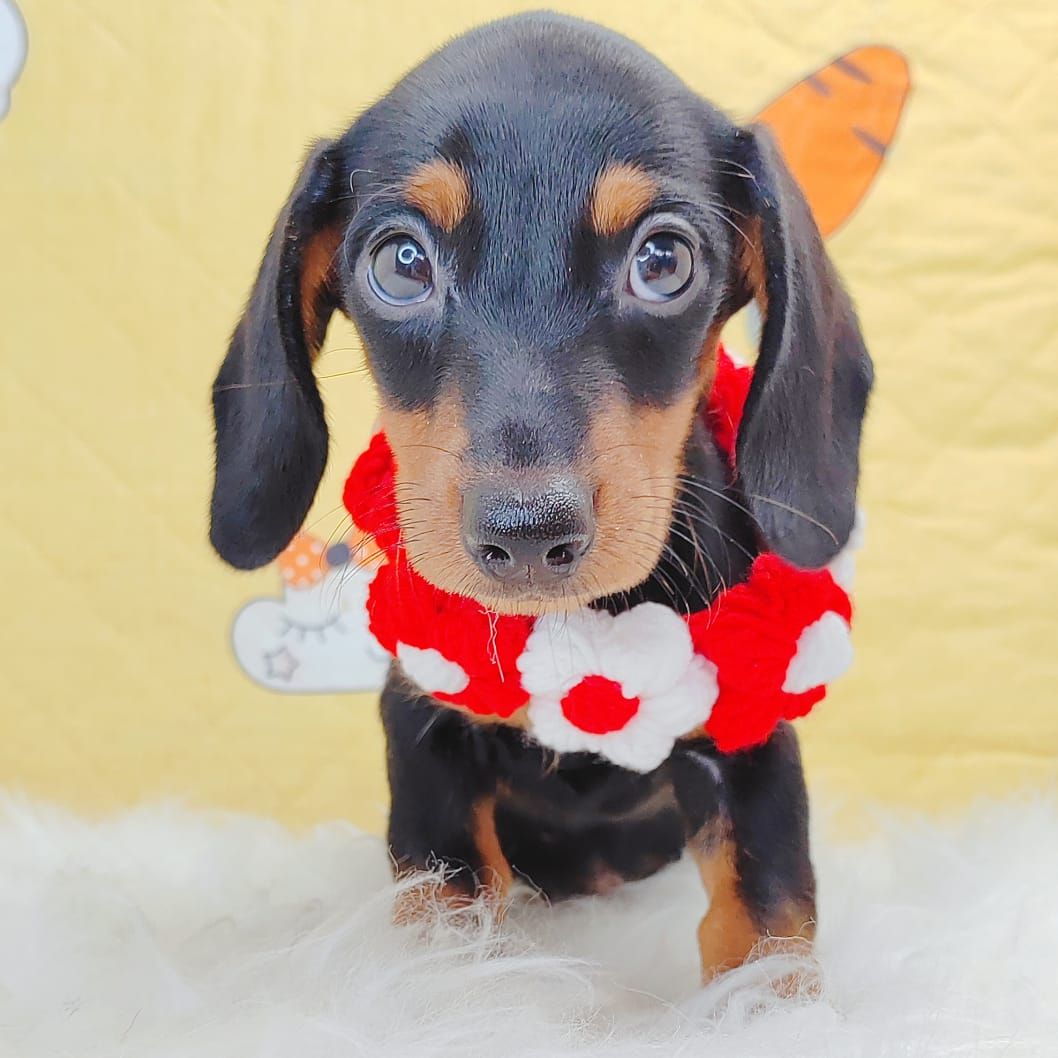 Dachshund 腊肠狗