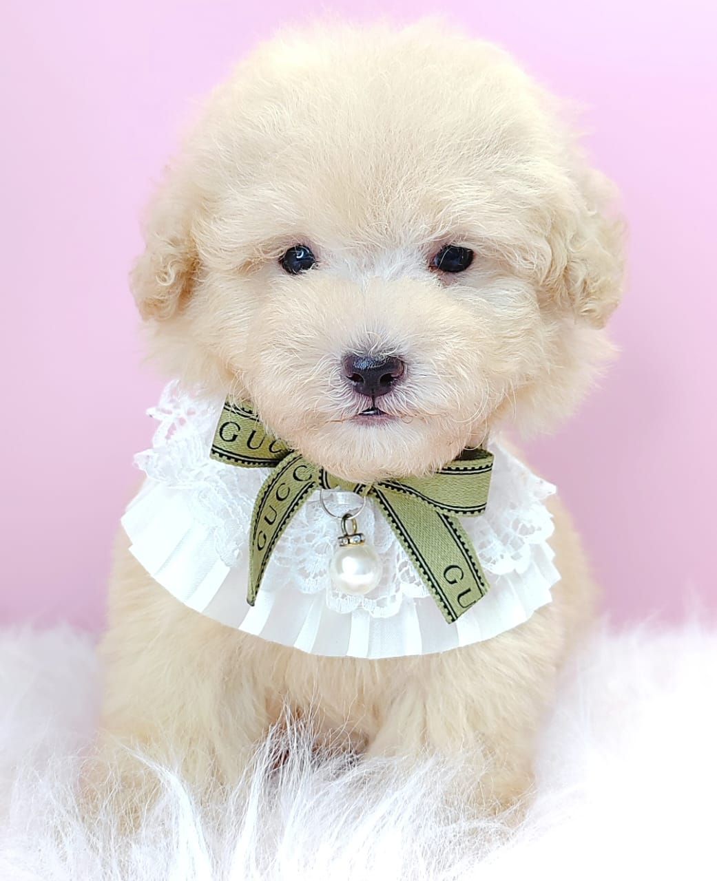 Poodle 娉拌开璐靛