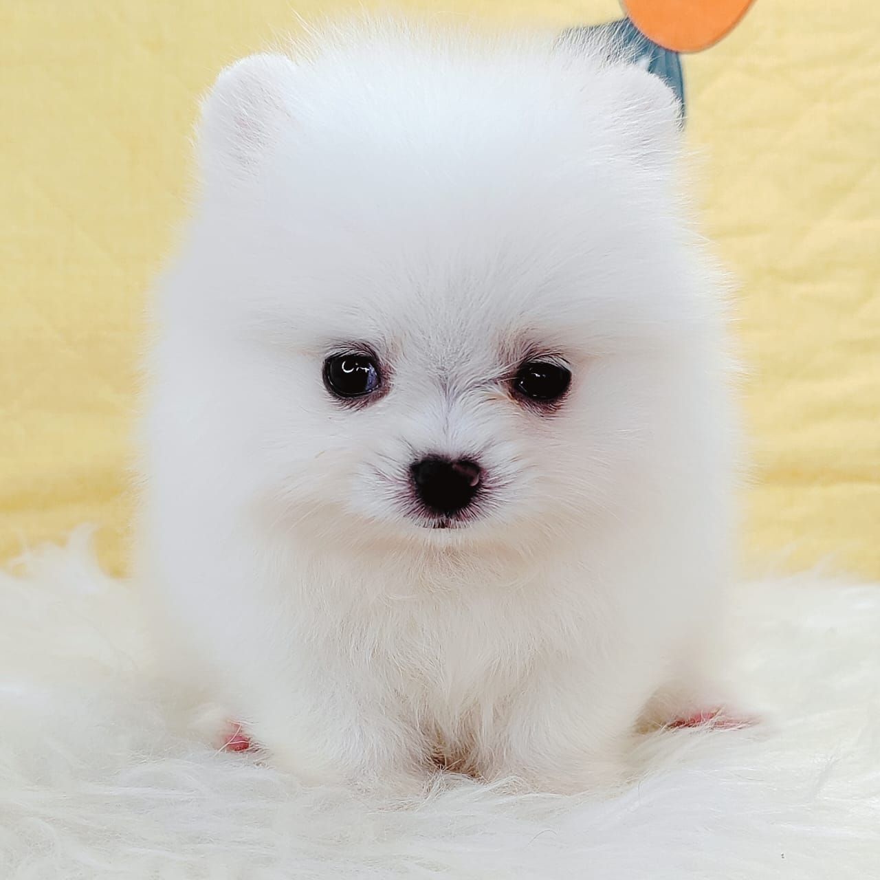 Pomeranian 博美
