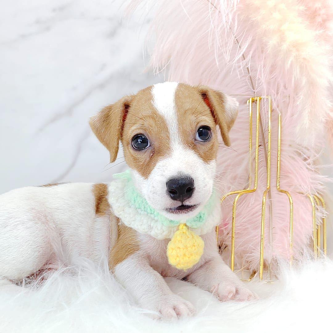 Jack Russell Terrier 杰克罗素梗