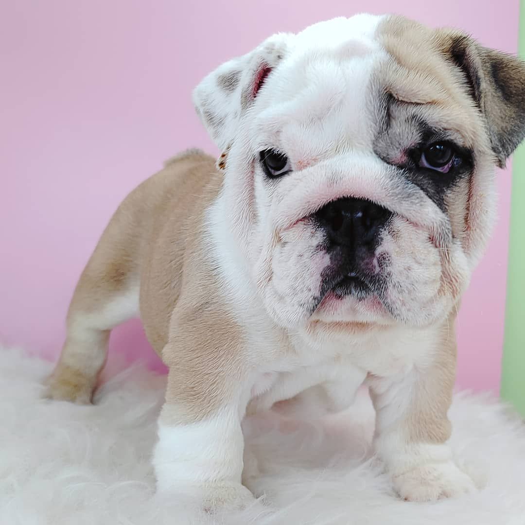 English Bulldog 英国斗牛犬