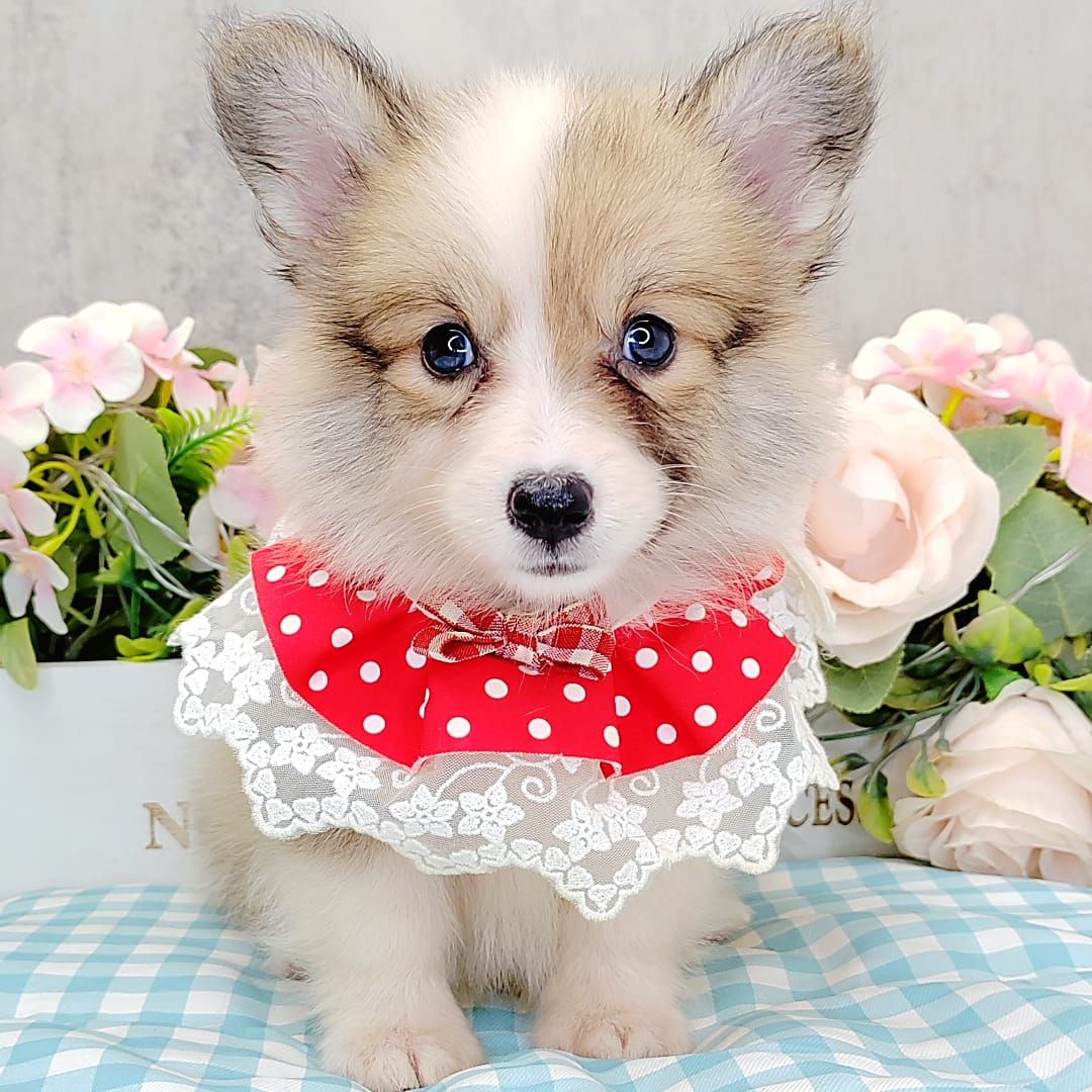 Welsh Corgi 柯基