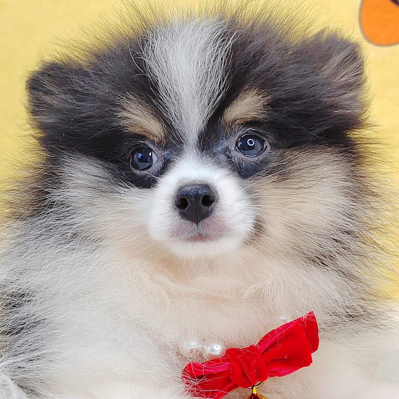 Pomeranian 博美