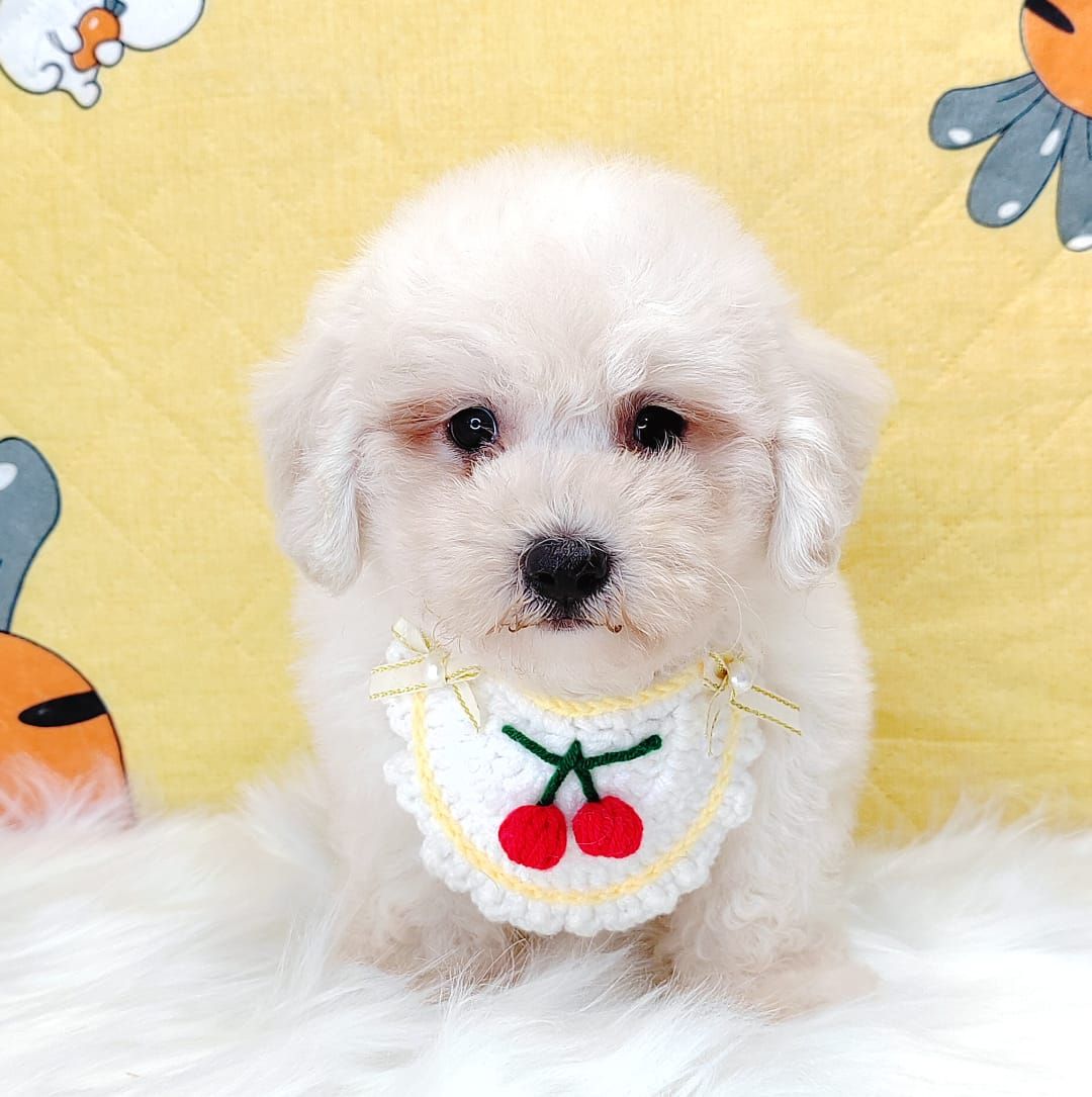 Maltipoo 马尔泰迪